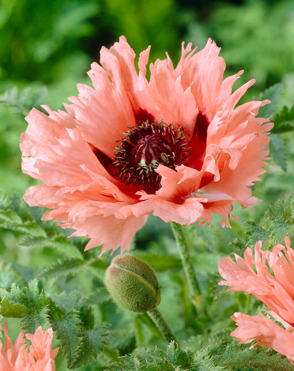Papaver Forncett Summer (Pavot oriental) Expédié sous forme de racines nues au printemps