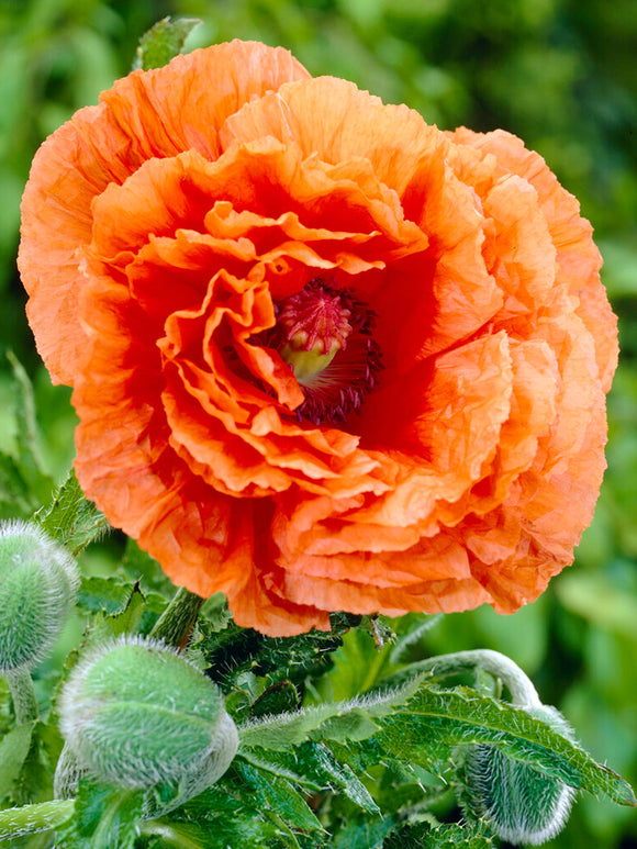 Acheter Papaver Harvest Moon (Pavot Oriental)
