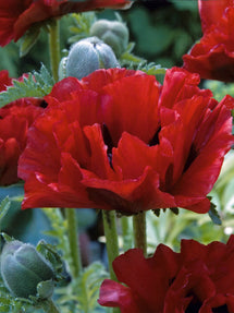 Papaver King Kong (Pavot oriental)