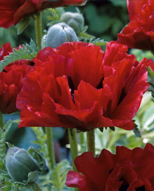 Papaver King Kong (Pavot oriental) - Expédié sous forme de racines nues au printemps