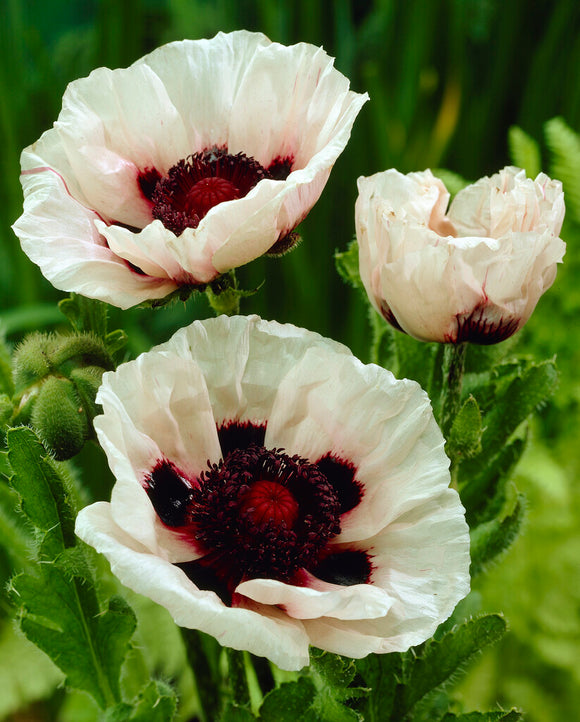 Papaver Perry's White (Pavot oriental) - Expédié sous forme de racines nues au printemps