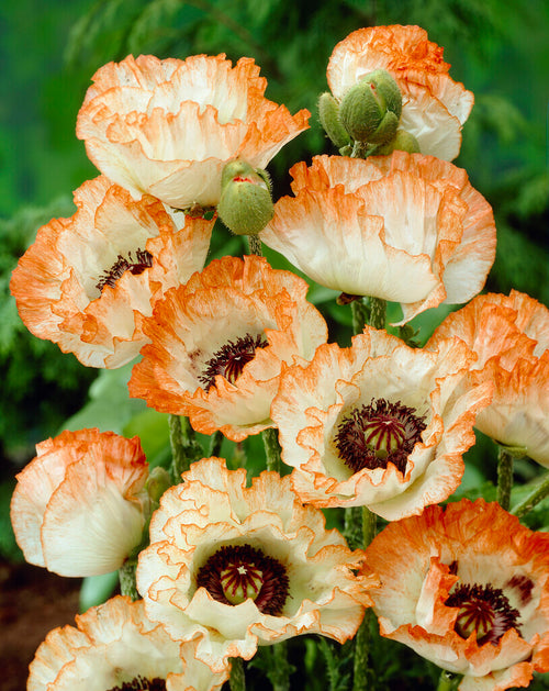 Papaver Picotee (Pavot oriental) - Expédié sous forme de racines nues au printemps