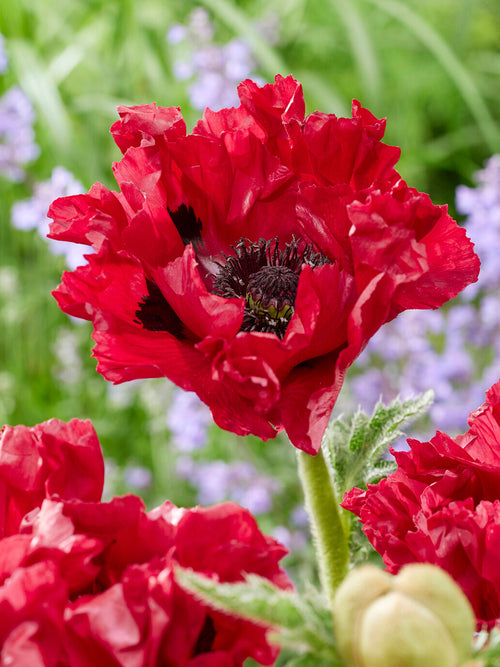 Papaver Red Rumble (Pavot oriental)