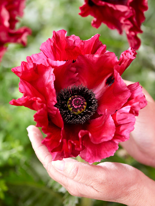 Papaver Red Rumble (Pavot oriental)