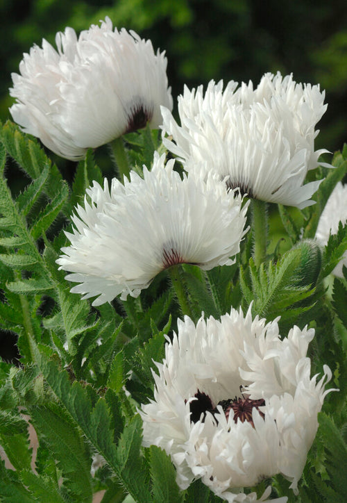 Papaver White Ruffles (Pavot oriental) - Expédié sous forme de racines nues au printemps