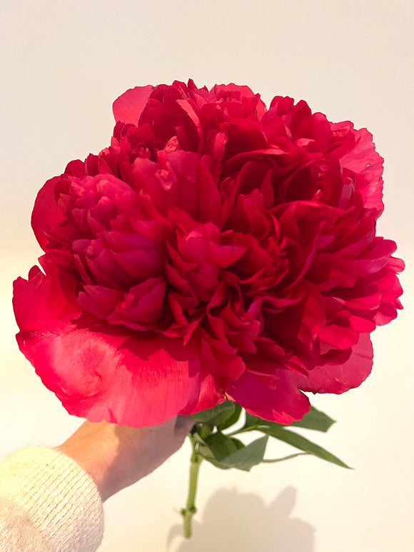 Acheter Pivoine Command Performance