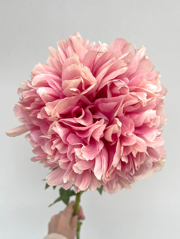 Acheter Pivoine Command Performance