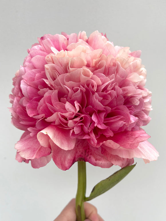 Acheter Pivoine Command Performance