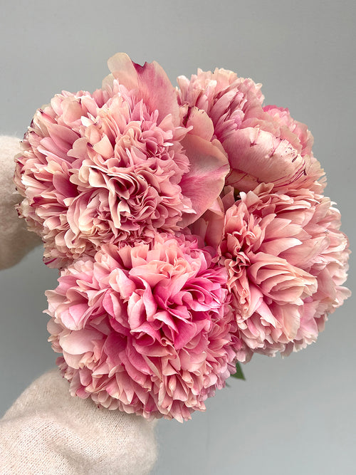 Acheter Pivoine Command Performance