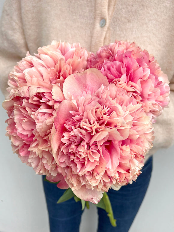 Acheter Pivoine Command Performance