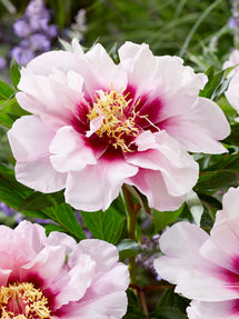 Pivoine Cora Louise