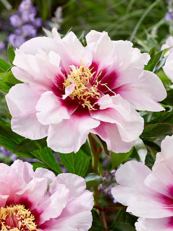 Pivoine Cora Louise