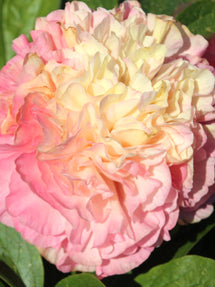 Pivoine Lois Choice