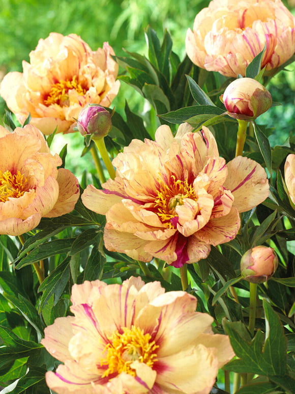 Acheter Pivoine Lollipop