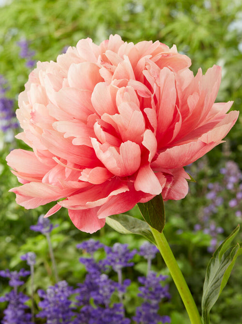 Acheter Pivoine Lorelei