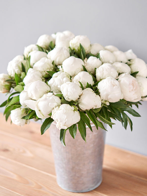 Pivoine Madame Claude Tain fleur double