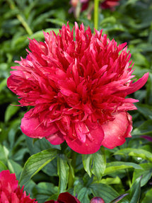 Pivoine Many Happy Returns