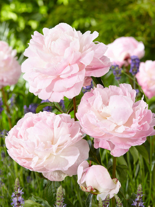 Achat Pivoine Nancy Nora