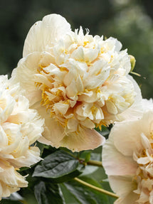 Pivoine Quitzin