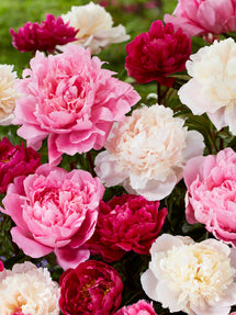 Pivoine Rosette Collection