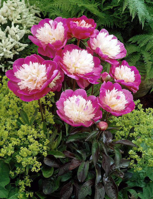Acheter Pivoine Santa Fe