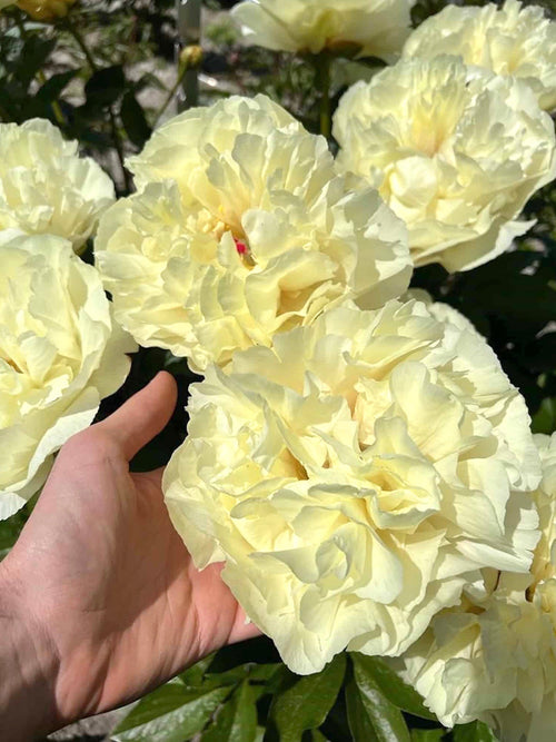 Acheter Pivoine Vanilla Schnapps