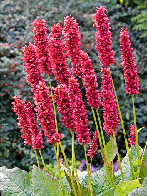 Acheter Persicaria amplexicaulis Fat Domino (Renouée)