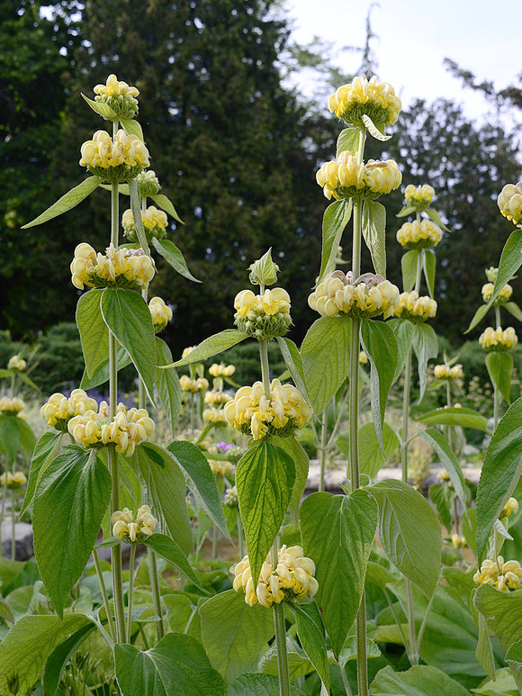 Acheter Phlomis Russeliana