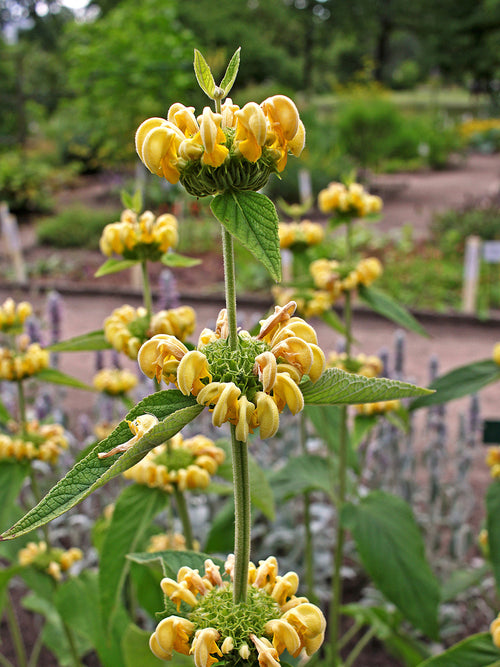 Phlomis Russeliana Racines Nues
