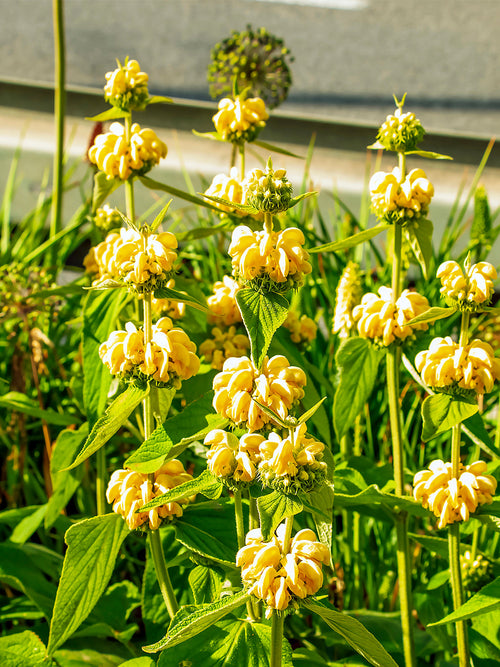 Acheter Phlomis Russeliana Racines nues