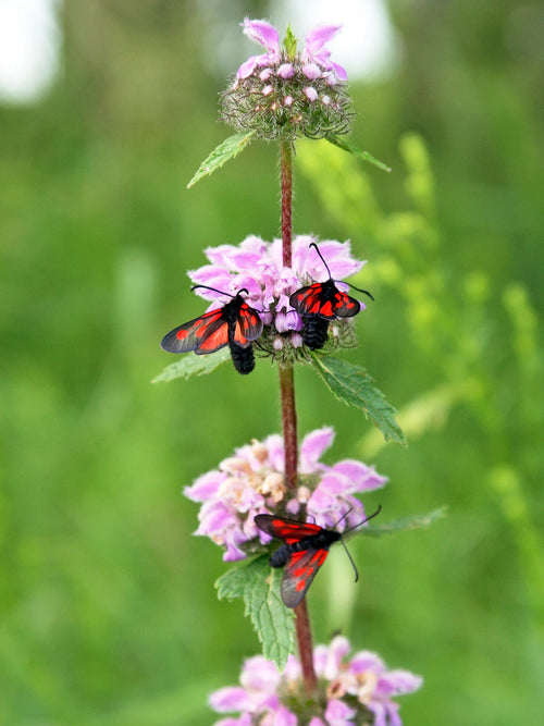 Acheter Phlomis Flamingo bronze