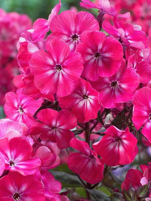 Commandez vos Phlox Alexandra pour les recevoir au printemps !