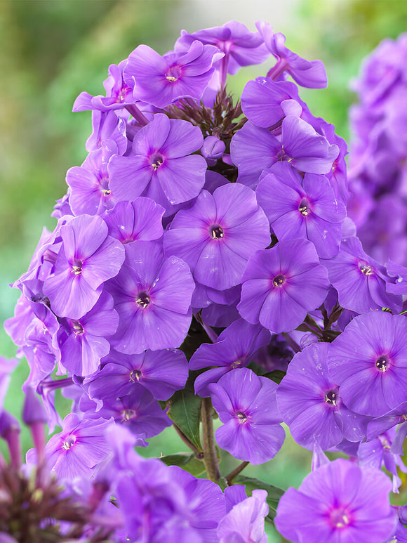 Phlox Amethyst - Achat Racines nues