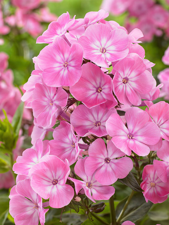 Phlox Anastasia à racines nues