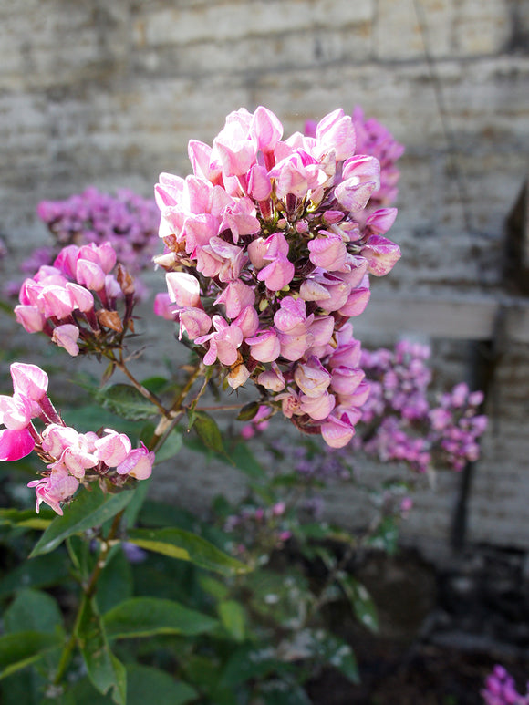 Phlox Butonic en fleurs rose et violet dans un massif