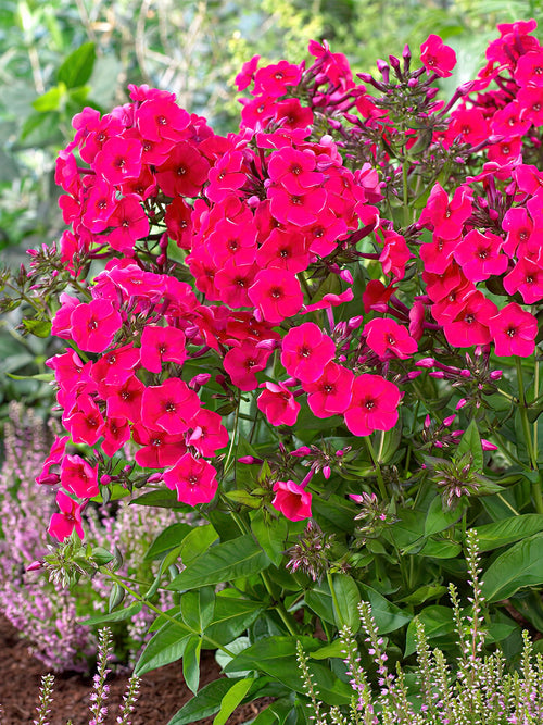 Phlox Red Riding Hood - Plantes à racines nues