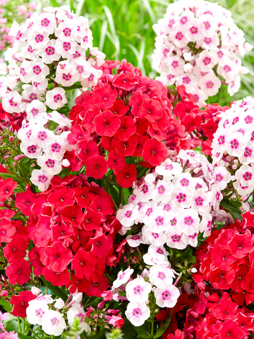 Phlox Strawberry Cake