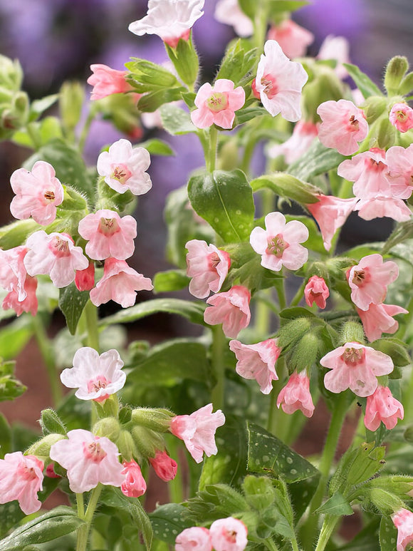 Pulmonaria Piere's Pure Pink - Expédié sous forme de racines nues au printemps