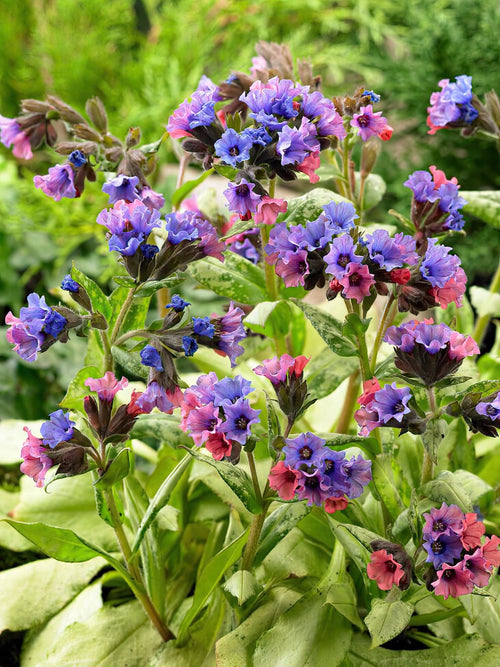 Pulmonaria Silver Bouquet