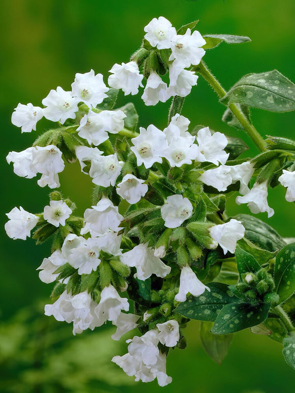 Pulmonaria Sissinghurst White - Expédié sous forme de racines nues au printemps