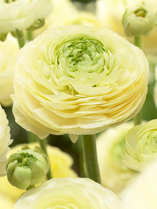 Ranunculus Amandine Cream