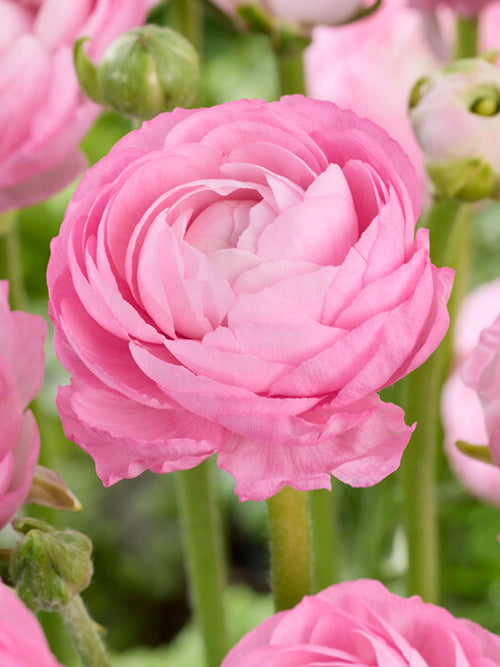 Ranunculus Amandine Marshmallow
