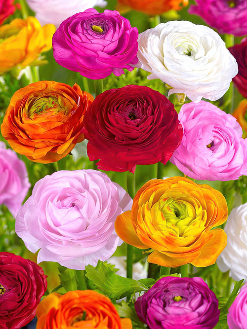 Ranunculus Amandine Mix, Mixed Ranunculus Amandine Corms