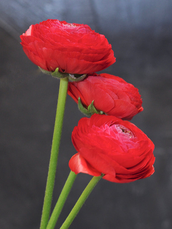 Ranunculus Amandine Scarlet