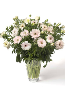 Renoncule Butterfly Ariadne