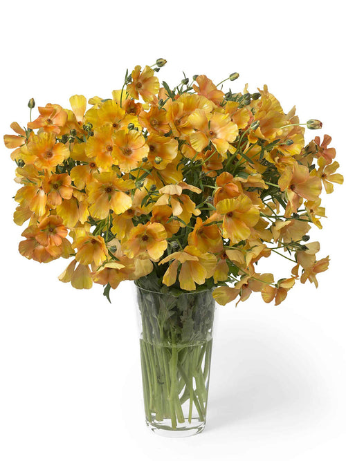 Renoncule Butterfly Charis