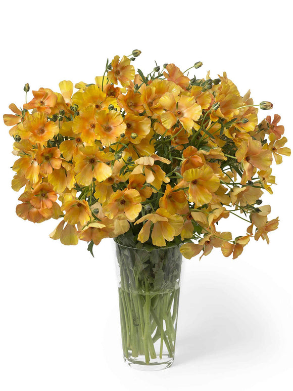 Renoncule Butterfly Charis