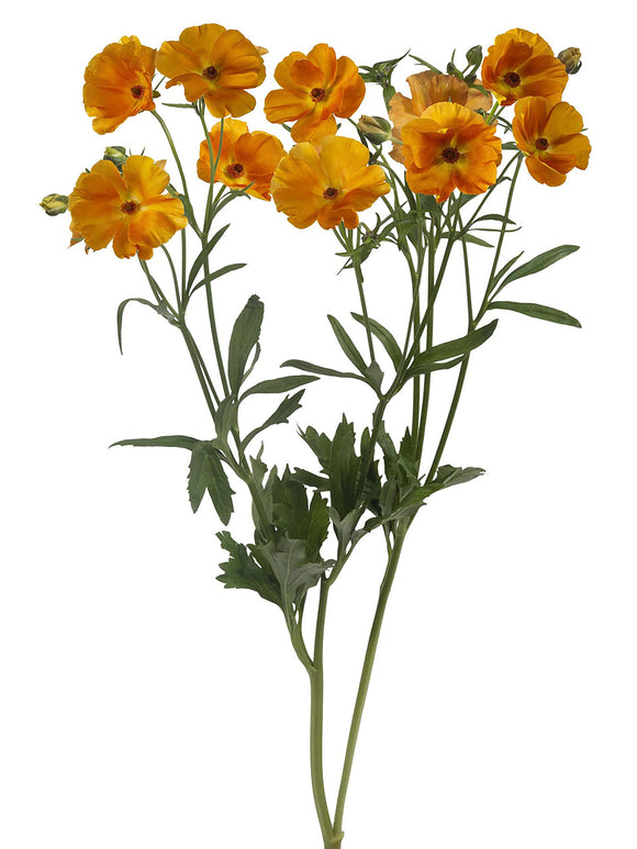 Achat Renoncule Butterfly Charis online