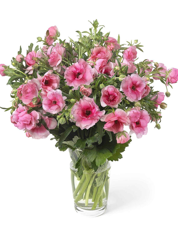 Renoncule Butterfly Hera