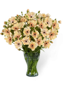 Renoncule Butterfly Hestia